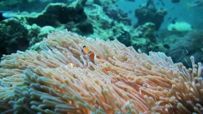 水下小丑鱼清理海葵