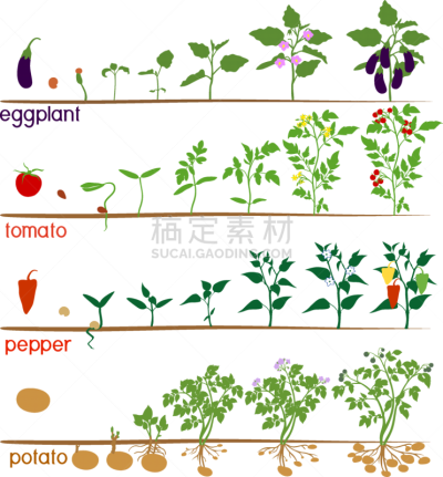 蔬菜,椒类食物,西红柿,植物,秧苗,白色背景,马铃薯,农作物,茄子,种子
