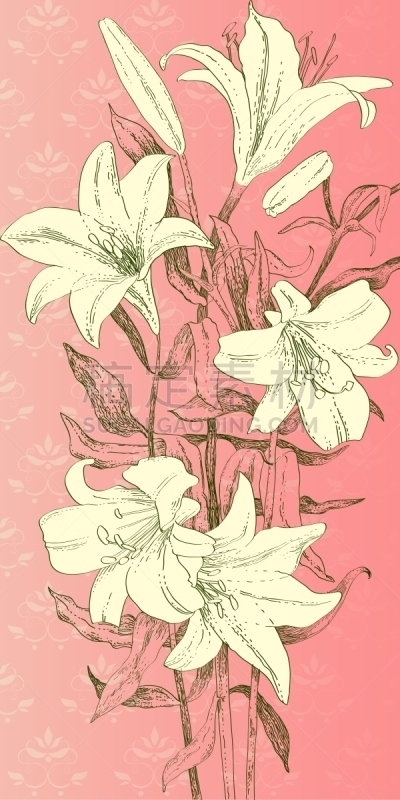百合花,粉色背景,复活节,清新,植物,白色,自然,高雅,绘制,花