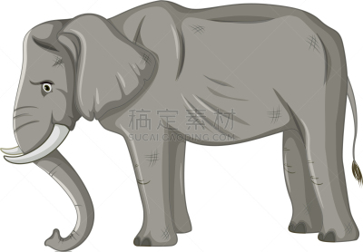 象,苗条,白色背景,活力,可爱的,濒危物种,野生动物,环境,哺乳纲