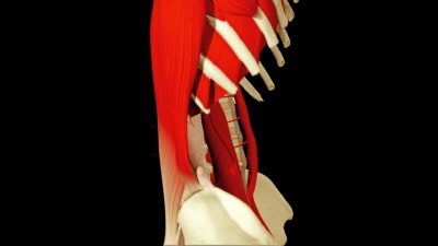 说明人体解剖的3D动画