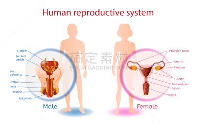 人,顺序,人类的生殖器官,卵巢,膀胱,男人,女人
