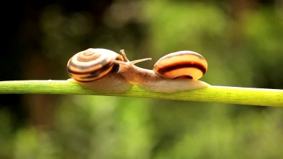 蜗牛