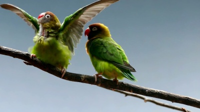 黑颊爱鸟(AGAPORNIS NIGRIGENIS)