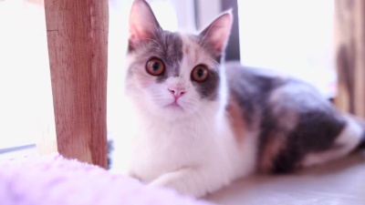 好奇的小猫