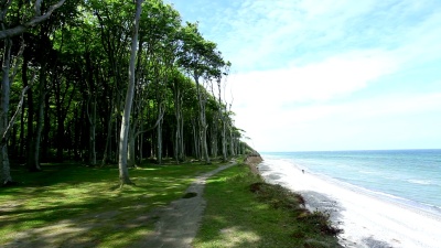 悬崖海岸和福雷斯特