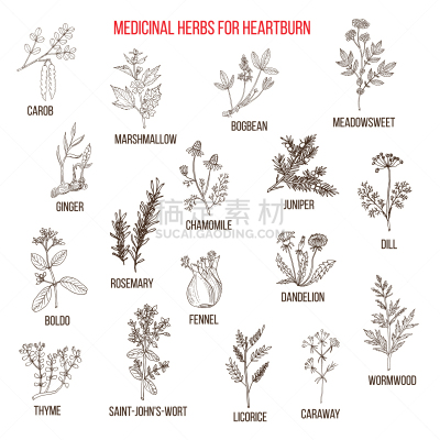 草药,消化不良,有疣的,生物学,环境,健康保健,自然,图像,矢量,草本