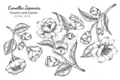 绘画插图,茶花,叶子,白色背景,线条画,轮廓,自然,华丽的,花