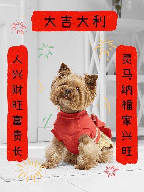 春节春晚除夕夜新年宠物晒照对联plog预览效果