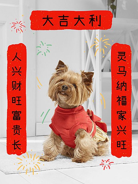 春节春晚除夕夜新年宠物晒照对联plog