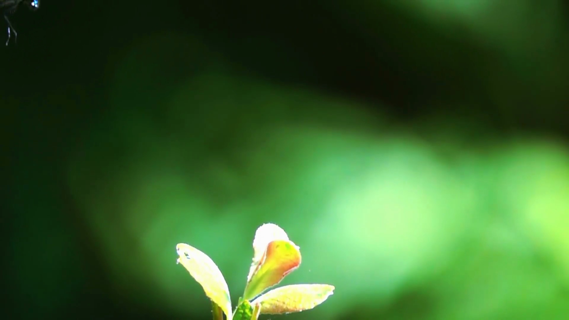 蓝蜻蜓