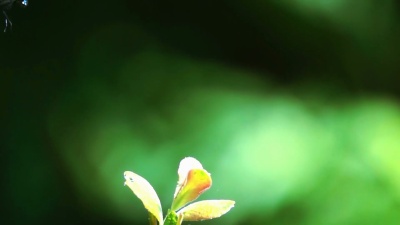 蓝蜻蜓