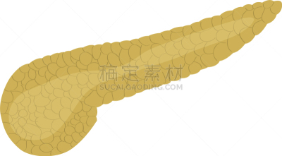 分离着色,胰腺,生物学,健康保健,人,图像,矢量,插画,生病