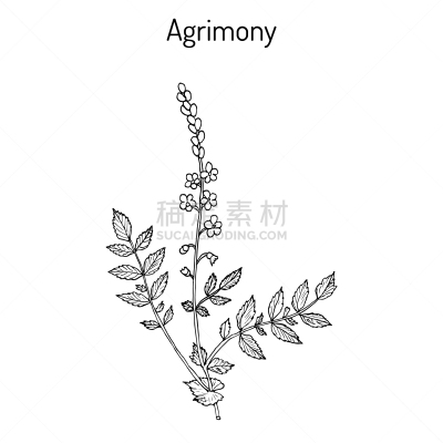 鹭管鱼,草药,生物学,黄色,蔬菜,自然,草本,药,图像,花朵