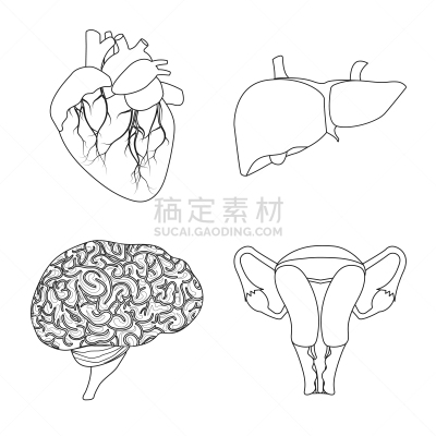 人,计算机图标,人类的生殖器官,卵巢,胆囊,冠状动脉,收集,设计