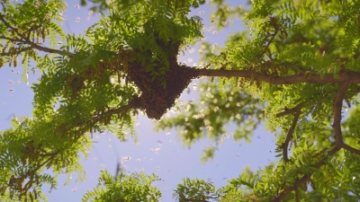 蜂群聚集在树介质中