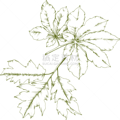 autumn chestnut plant and leaves leaf