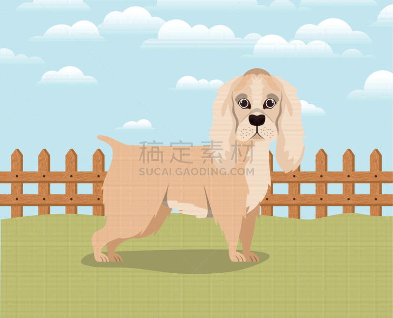 可爱的,狗,宠物,纯种犬,公园,自然美,小的,露营,爱