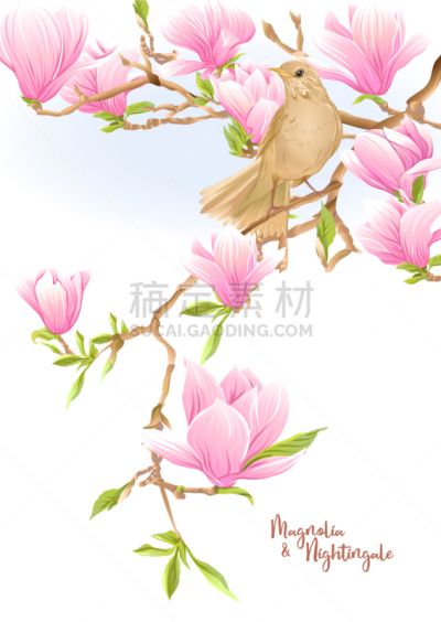 夜莺,玉兰类,枝,商务,贺卡,清新,模板,春天,鸟类,花