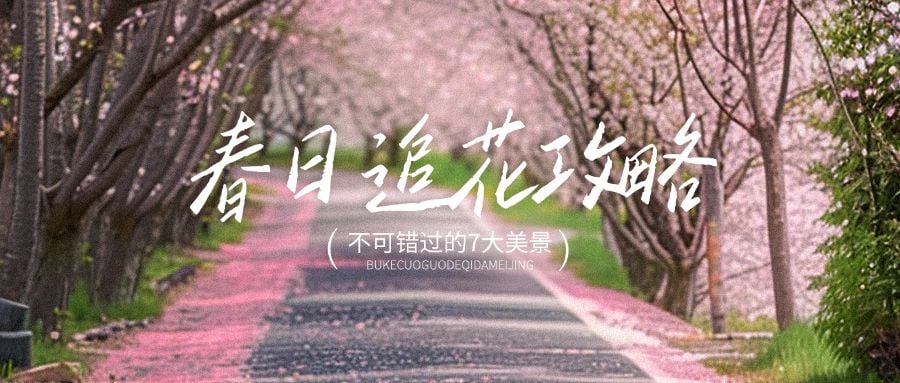 春天春季旅游赏花樱花实景风公众号首图AIGC