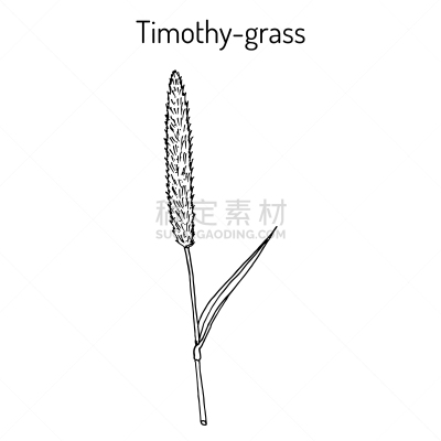 timothy-grass phleum pratense or meadow cats