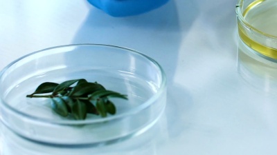 美容专家将植物放入带油的培养皿中，制成提取物