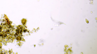 微型生物