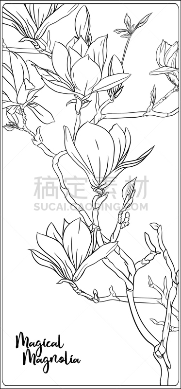 枝,玉兰类,轮廓,书,自然,清新,艺术,花蕾,叶子,春天