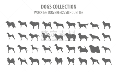 分离着色,狗,纯种犬,梗犬,纽芬兰,图像,沙皮狗,杜宾犬,牛头梗,收集