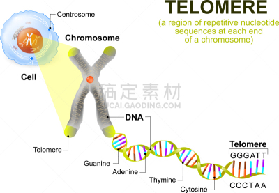 端粒,染色体,酶,脱氧核糖核酸,染色单体,损坏的,重复,探索