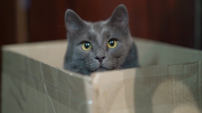 灰色的猫躲在纸板箱里。猫的捕食行为