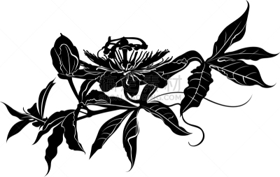 热情,自然美,植物,水果,夏天,草图,分离着色,复古,绘制,花