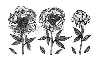 牡丹,动物手,插画,仅一朵花,绘画插图,白色,黑色,浪漫,植物学,自然