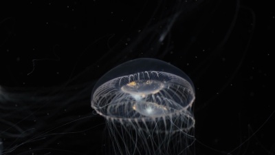 水母鱼 