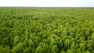 泰国南部常绿树和红树林的鸟瞰