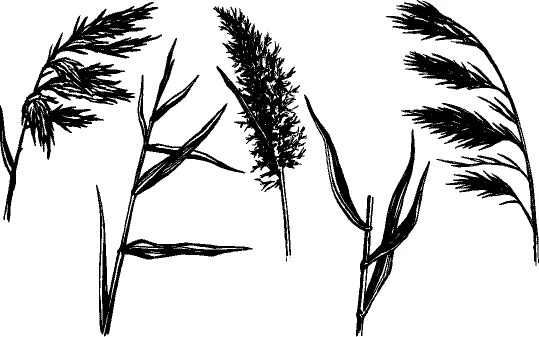 水生植物 水生植物图片 水生植物素材下载 稿定素材