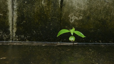 雨水落在正在生长的小树上。