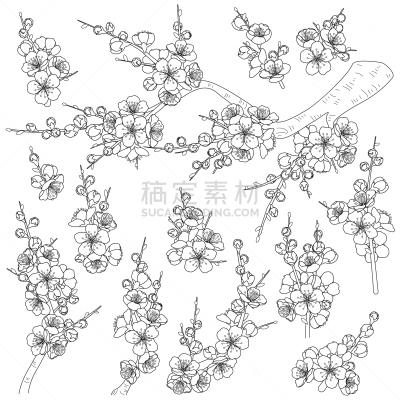 春天,草图,花朵,枝,樱桃,婚礼,自然美,绘制,着色,花