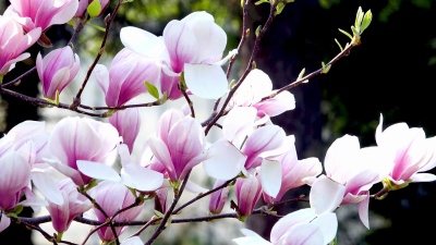 开花木兰树