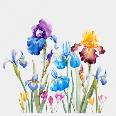 水彩画,鸢尾,自然,图像,花朵,叶子,花头,构图,复古,绘制