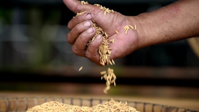 农民手中的茉莉花大米