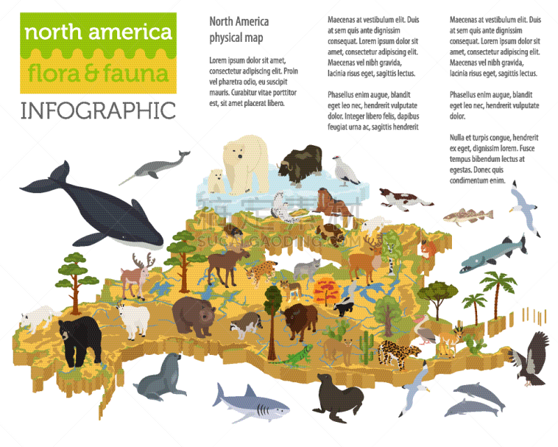 植物群,动物,北美,信息图表,海洋,北极熊,鲸,鸟类,分离着色