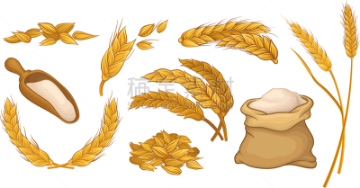 ears of wheat grain culture