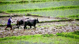 用牛耕作，博克拉，尼泊尔