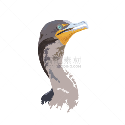 野生动物,鸬鹚,矢量,沼泽地国家公园,国家公园,热带气候,环境,柏树,佛罗里达,鹳