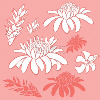 tropical torch ginger flowers elements