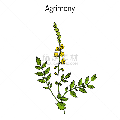 鹭管鱼,草药,生物学,黄色,蔬菜,自然,草本,药,花朵,植物群