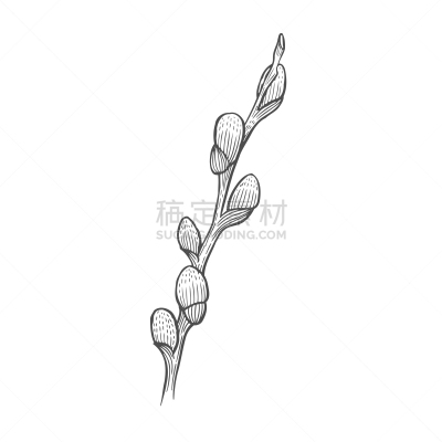branch of a blossoming willow