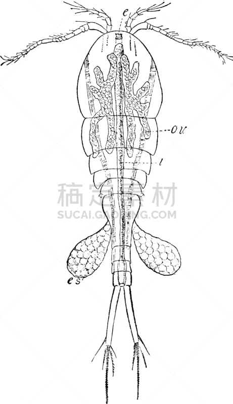 独眼巨人,白色,矢量,水,清新,甲壳动物,图像,雕刻图像,黑色,复古