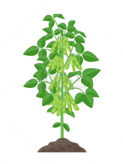 植物,分离着色,大豆,农业,蔬菜,清新,食品,熟的,成分,豌豆